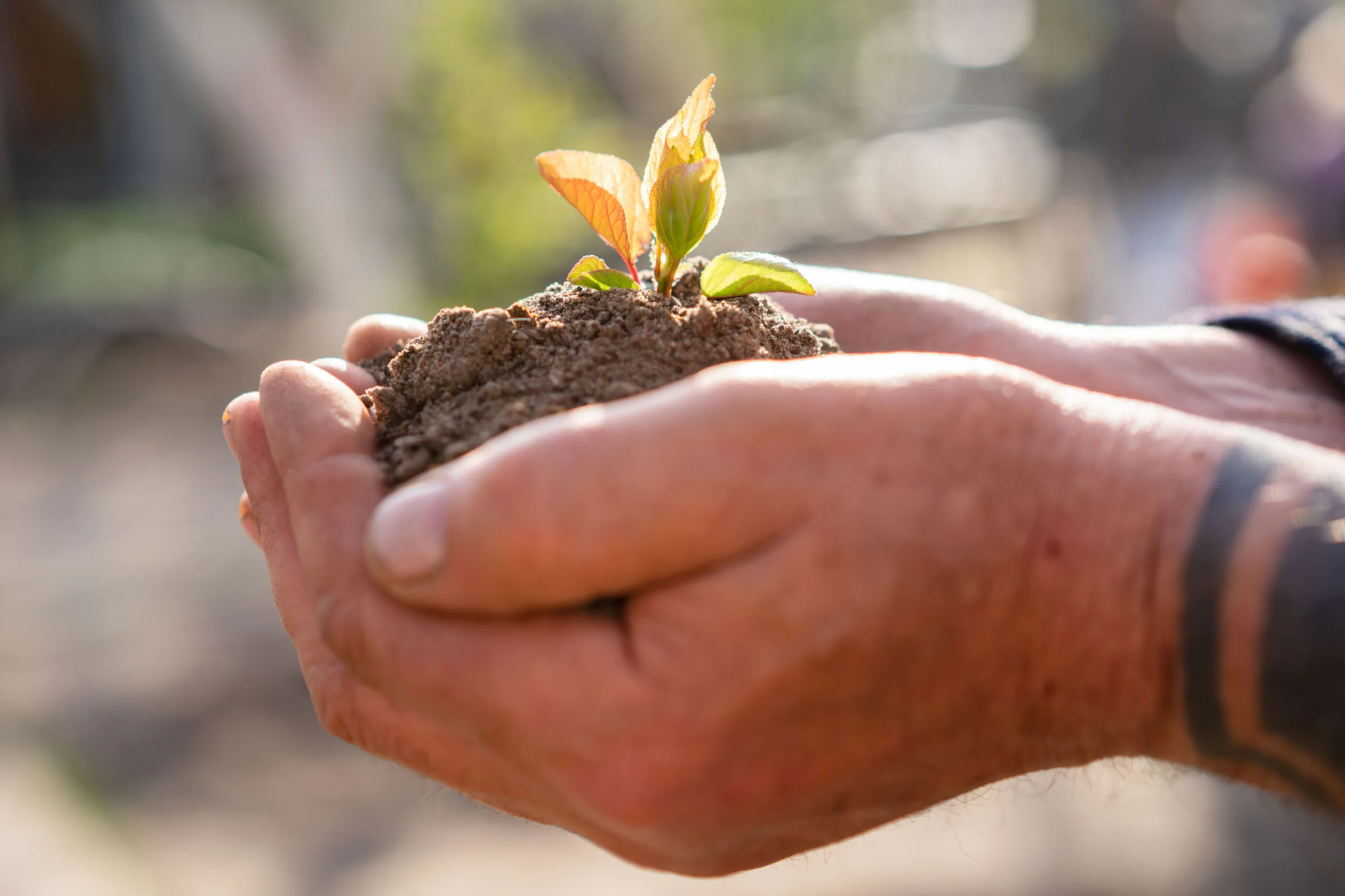 Hands holding a young plant in rich soil